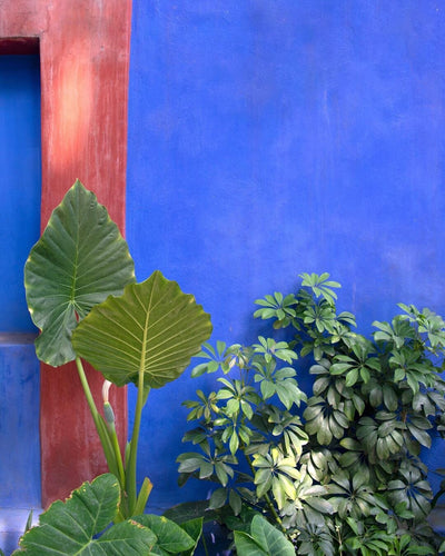 A Mesmerizing Virtual Tour of La Casa Azul